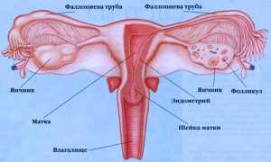 Дисфункция яичников: терапия во всех проявлениях