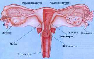 Дисфункция яичников: терапия во всех проявлениях