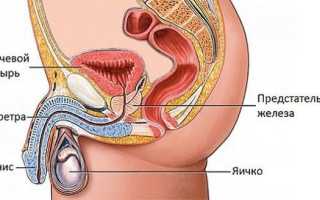 Анализы при простатите у мужчин
