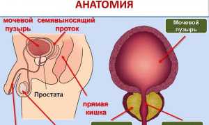 «Афала»: инструкция по применению