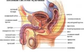 Зуд в паху у мужчин: причины и лечение