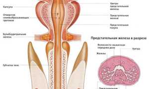 Предстательная железа — что это такое, основные функции органа