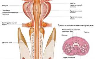 Предстательная железа — что это такое, основные функции органа