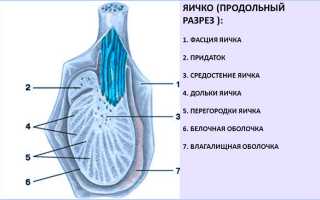 Атрофия яичек